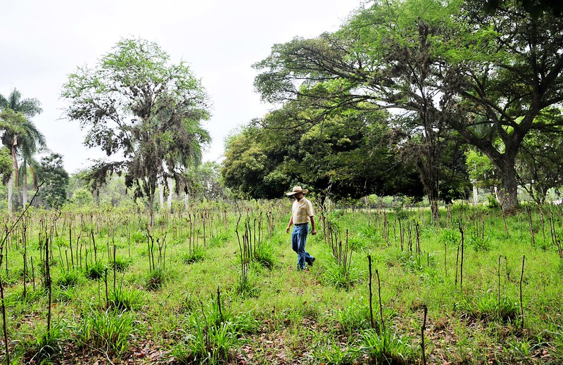 How Post-Conflict Reforestation in Colombia is Bringing Reconciliation and Economic Opportunity 