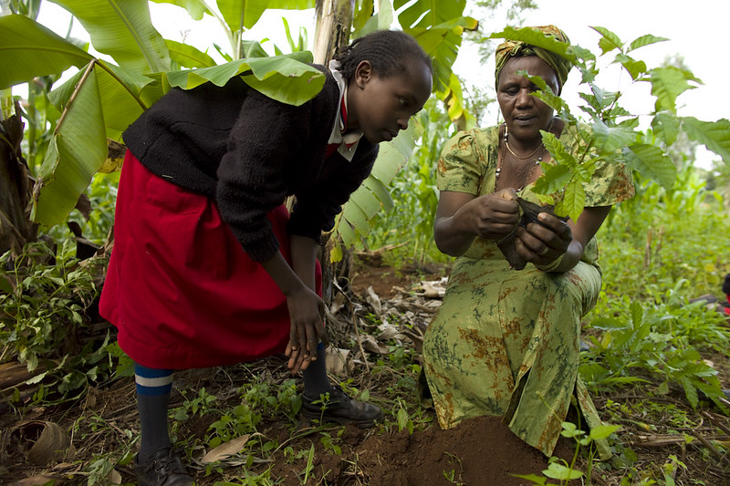 How Tree Planting in Africa is Revolutionizing Agriculture