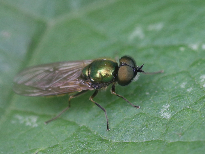 How the Cayman Islands Defeated the Zika Virus The Project