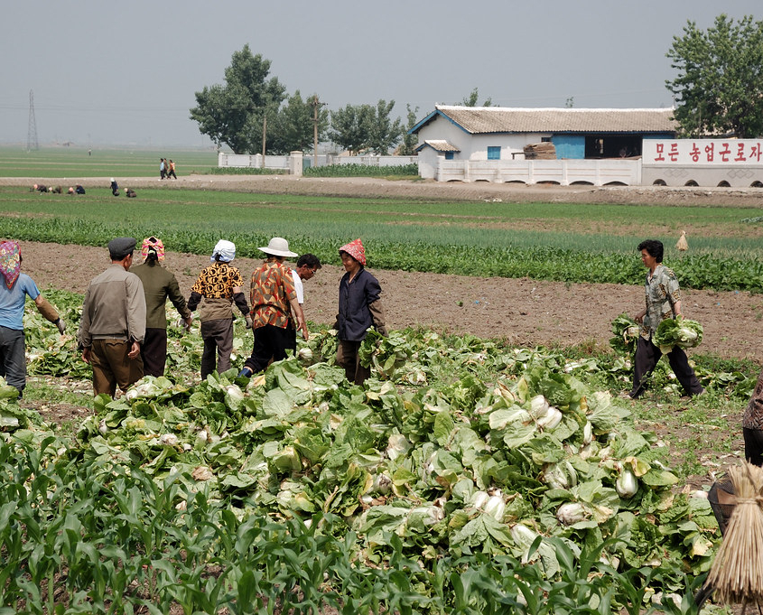 Everything You Need to Know About Hunger in North Korea - The Borgen ...