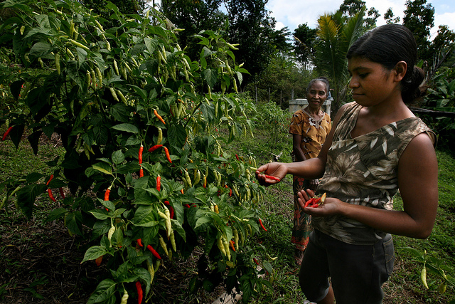 Hunger in East Timor