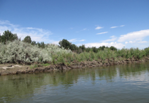 Clearing invasive water weeds in Senegal