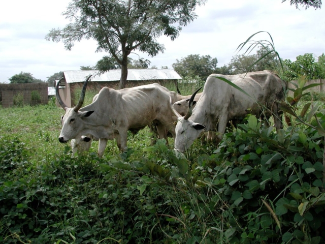Local dairy farming in Nigeria