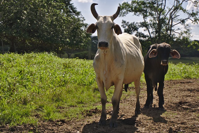 Building Sustainability through Livestock