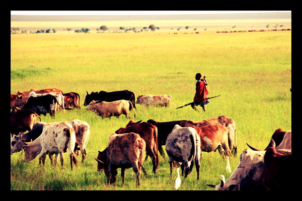 Maasai_cattle_fever_opt