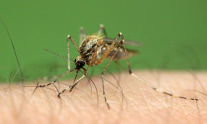 Malaria in South Korea