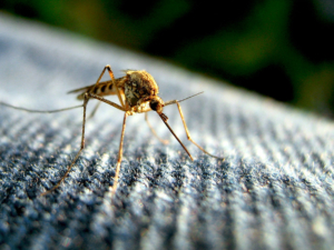 Malaria in Tanzania