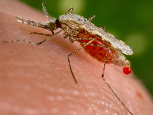 Malaria Infection Rate Drops 50% Since 2000