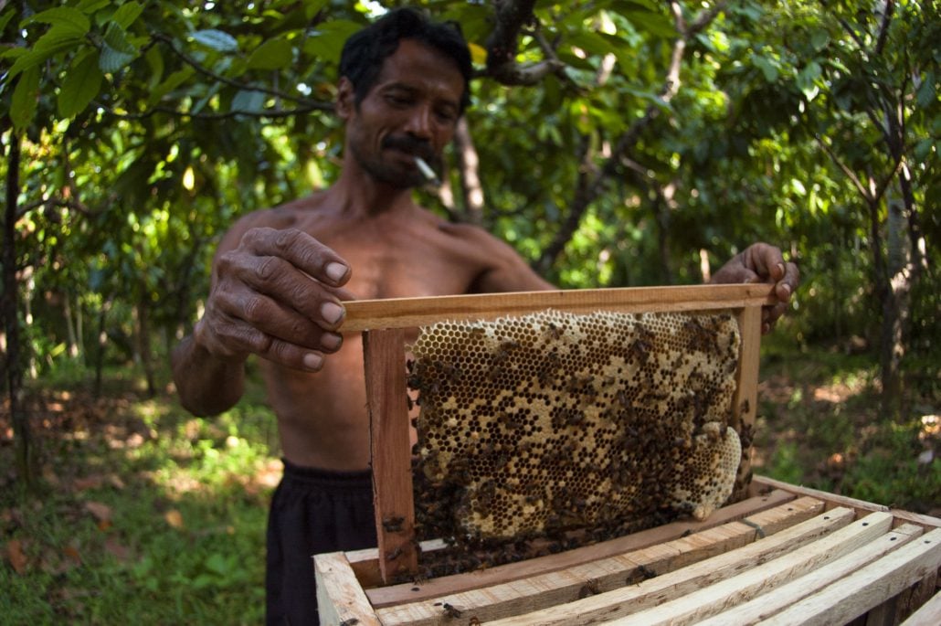 Mangrove Honey in Indonesia