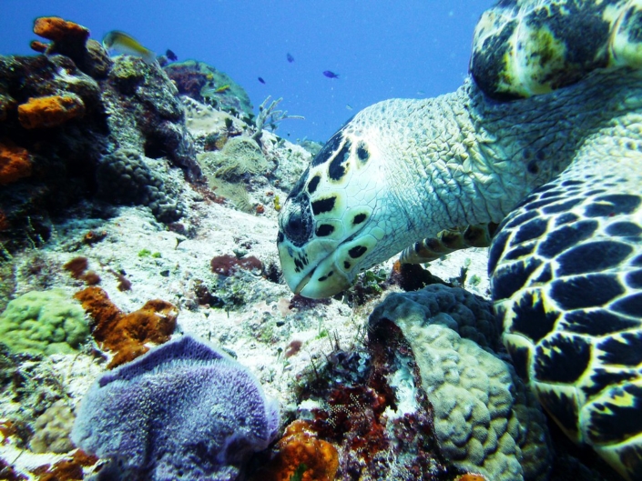 Efforts to Protect Marine Biodiversity in Mexico - The Borgen Project