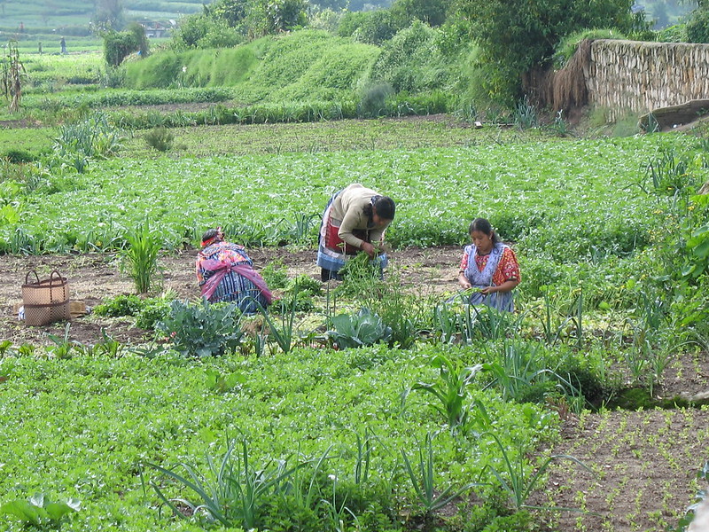 Maya Ch’orti’ in Guatemala: Combating Food Insecurity and Poverty 