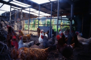 Migrant Poultry Workers