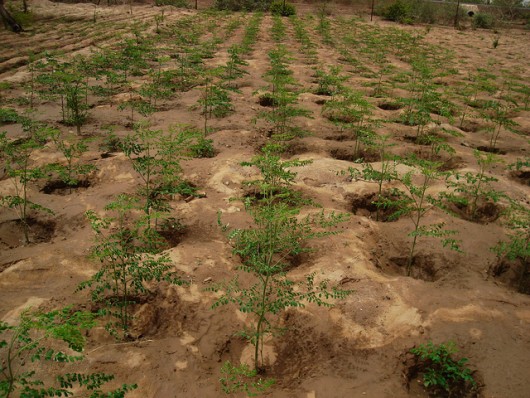 Moringa Leaf Tea