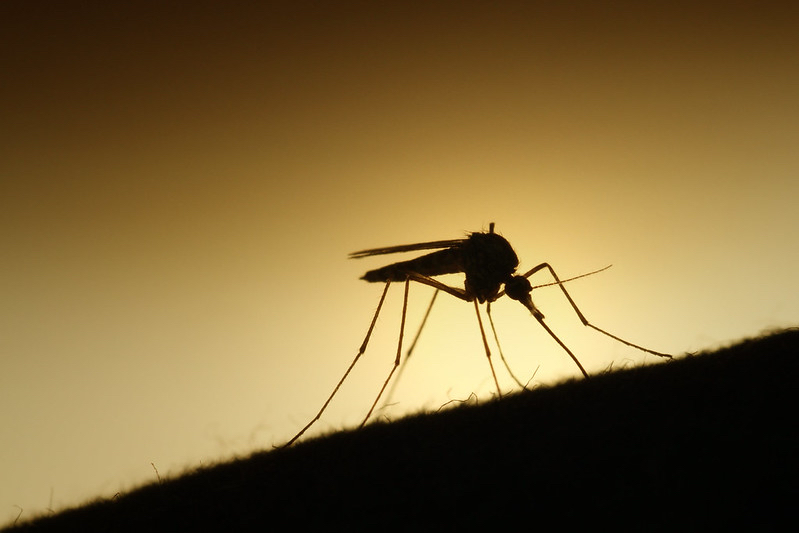 Mosquito Breeding Sites With a Data Analytics App