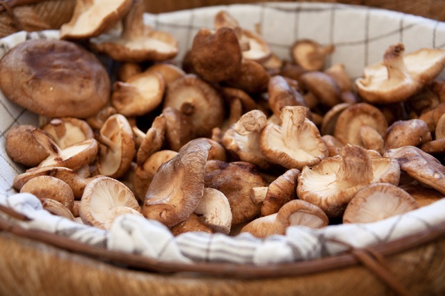 mushroom-farming-combats-global-poverty-the-borgen-project