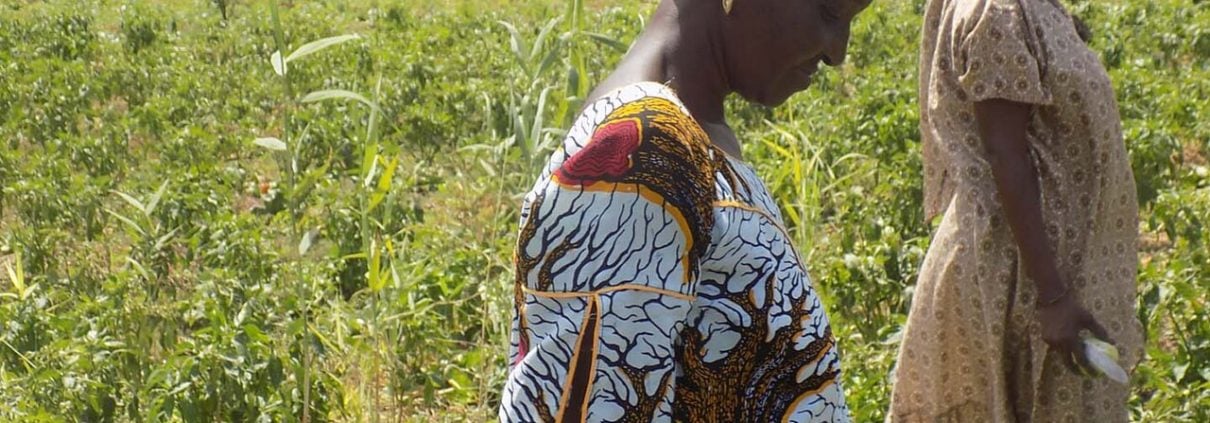 Schistosomiasis in Senegal