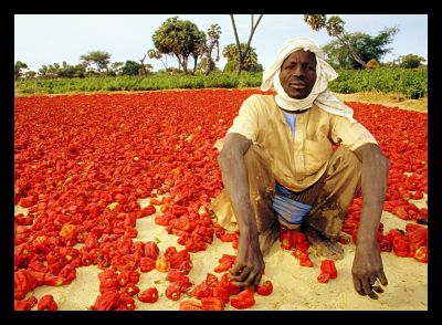 Niger_farmer_man_crop_yield_infrastructure_africa_crops_poverty_international_Aid_government_opt