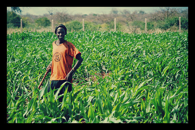 Nigerian_youth_farmers_boost_agriculture