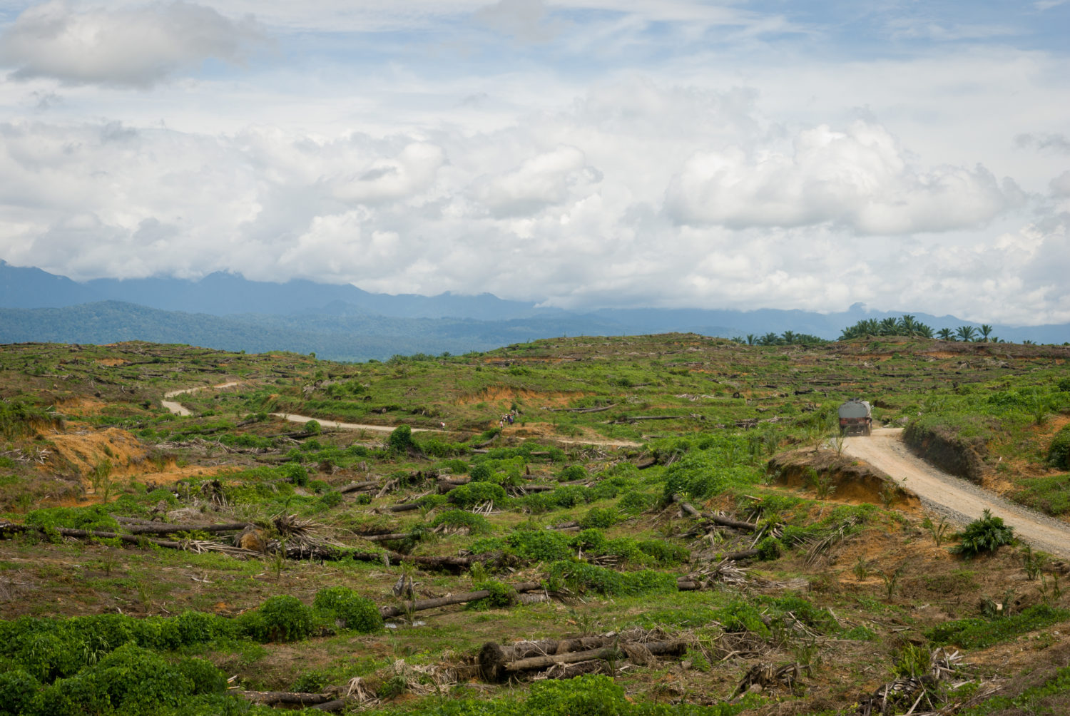 Palm Oil Production in Indonesia - The Borgen Project