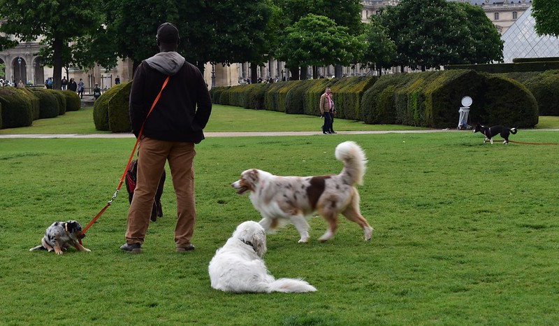 Commercialization of Voluntary Services