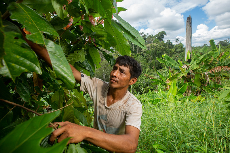 The Impact of Peruvian Coca Farming - The Borgen Project