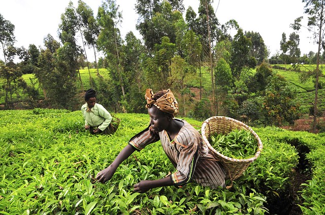 Tea Trap, Kenya