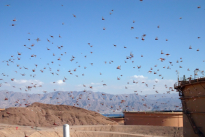 Plagues of Old: Locust Swarms Become a Global Concern