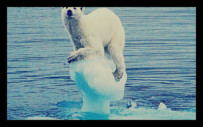 Polar Bear_opt