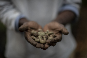 Poverty Among Workers in the Cashew Industry