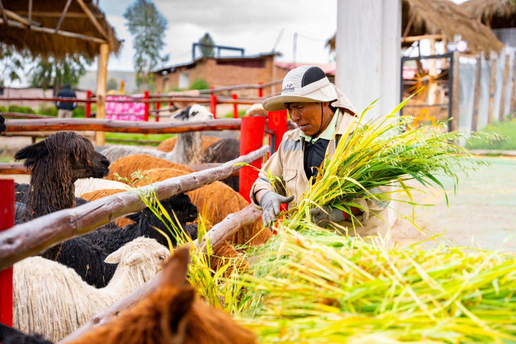 Agricultural Initiatives Bringing Poverty Reduction in Peru - The ...