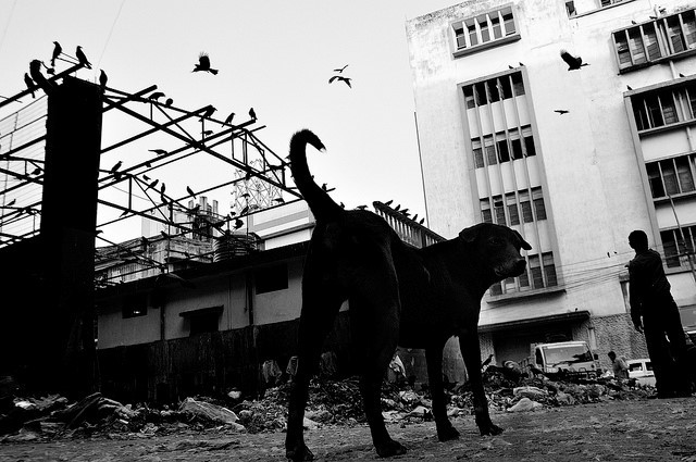 Living Conditions Calcutta India