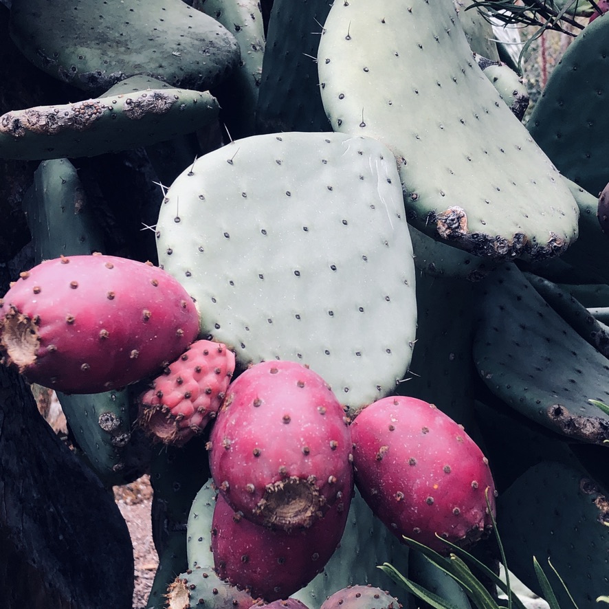 lady finger succulent Cotyledon Orbiculata, Variegata (Lady Fingers), (Video)