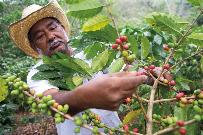 Protecting Coffee Farmers Across the Globe Ensures Continuous Coffee