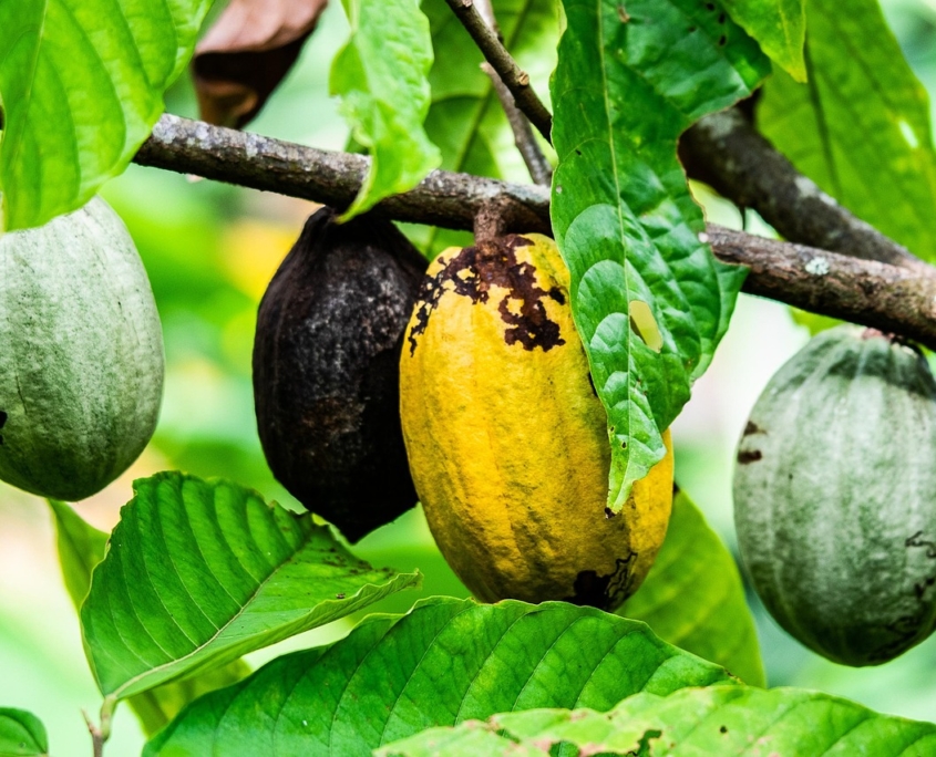 Cocoa Farmers in Latin America