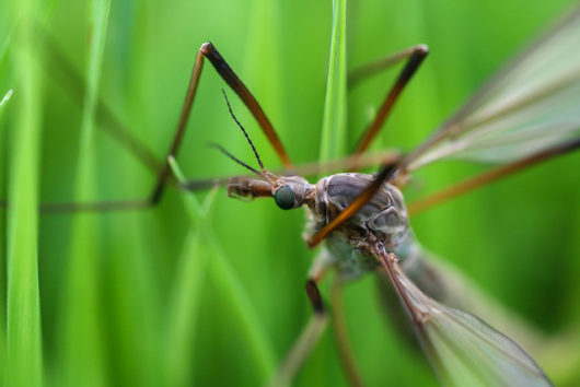 Reducing the Threat of Mosquitoes