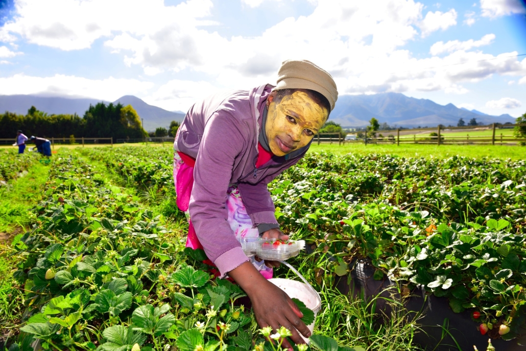 Regenerative Farming in South Africa