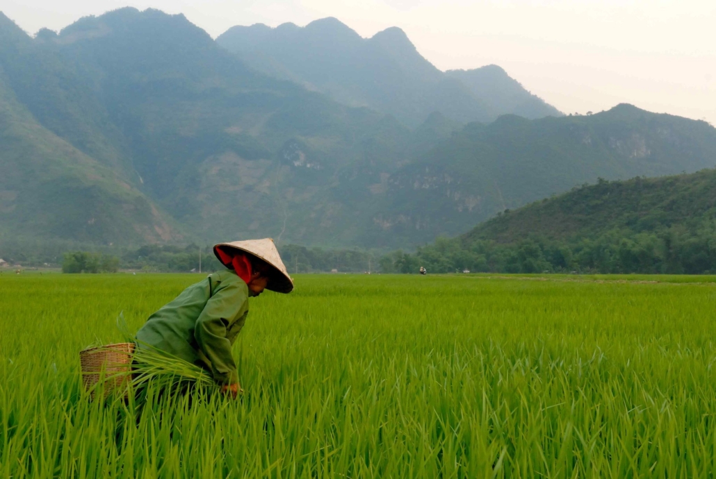 Renewable Energy in Vietnam