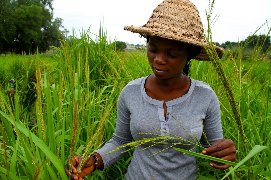 the-struggle-for-rice-self-sufficiency-in-c-te-d-ivoire-the-borgen