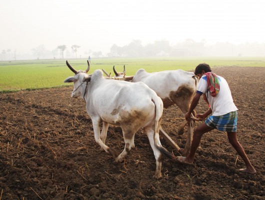 Rural Indian Farmers British Asian Trust