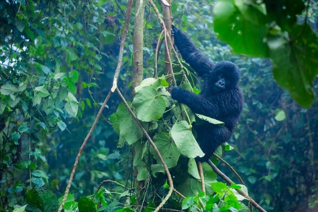 Rwanda’s Ecotourism Industry