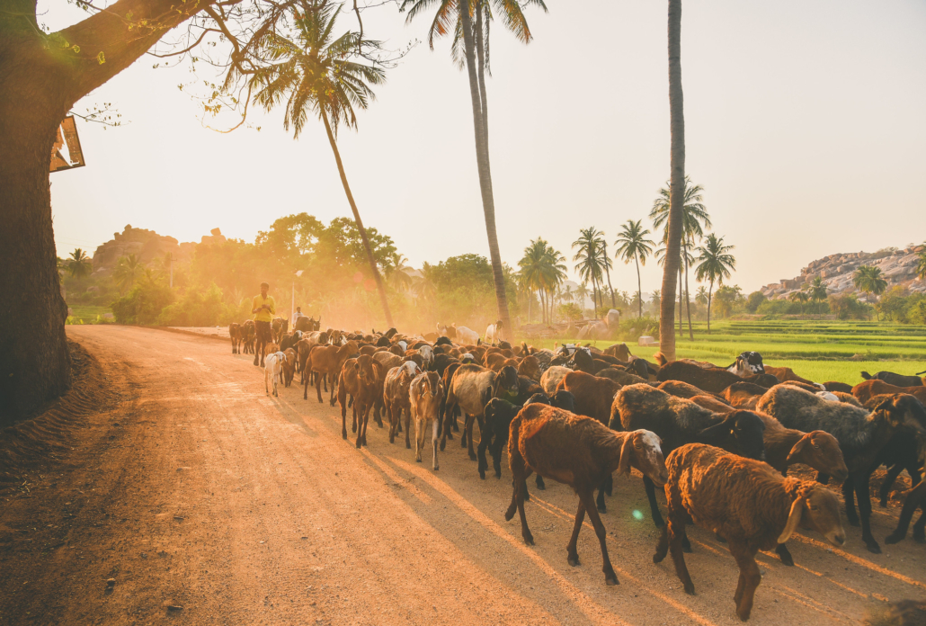 SDG 15 in India