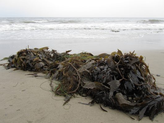 Seaweed Farming Aids Food Security in South America