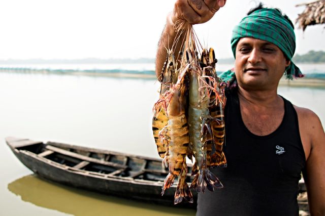 Shrimp Farming