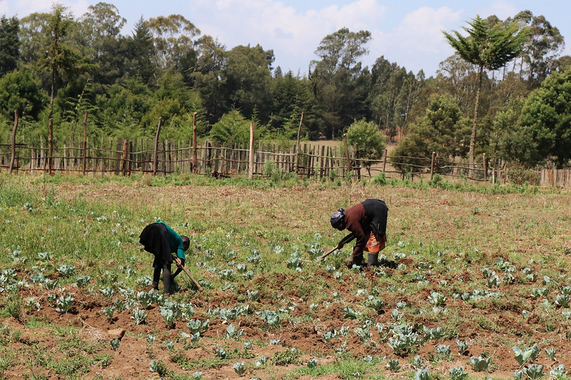Smallholder Farmers in Kenya