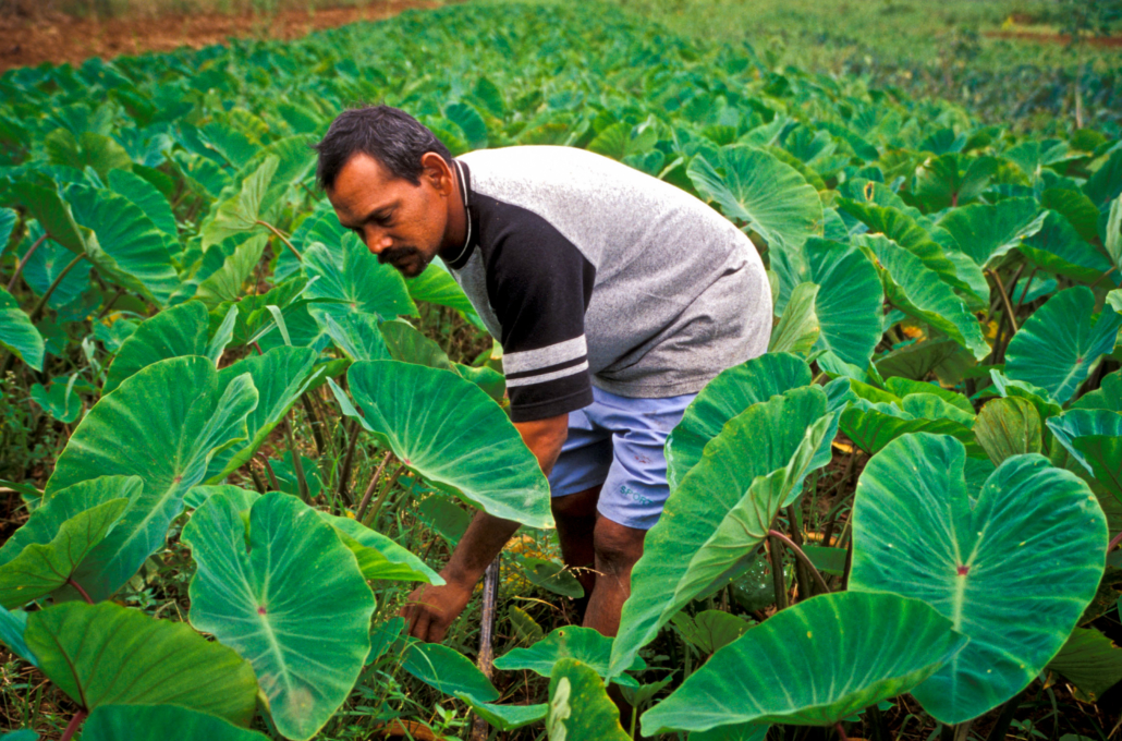 Smart Farms Fiji