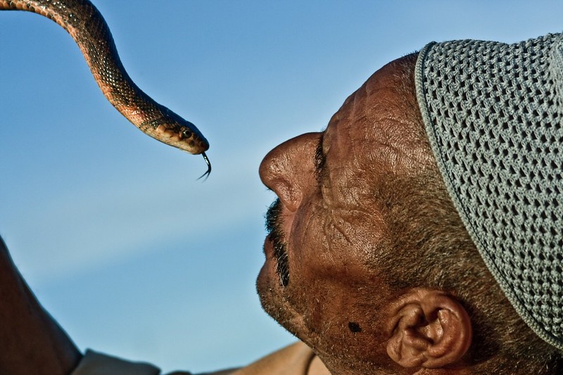 Snakebite Envenoming In India - The Borgen Project