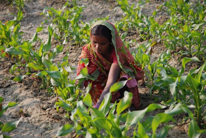 Soil Erosion's Threat to Indian Agriculture - The Borgen Project