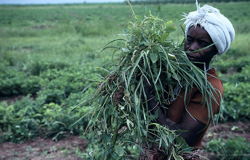 Soilless Farming