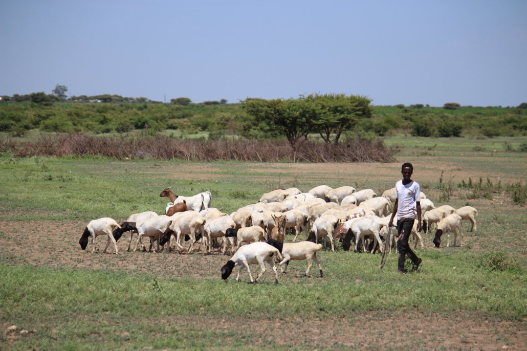 Somaliland’s Farmers