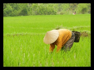 Achieving Food Security in South-East Asia - The Borgen Project